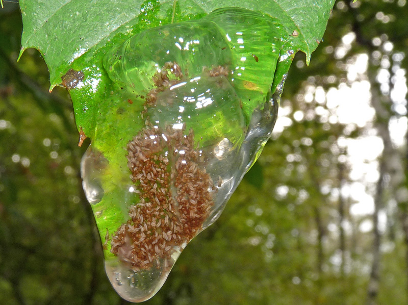 Larve di tricottero Limnephilidae nel sottobosco